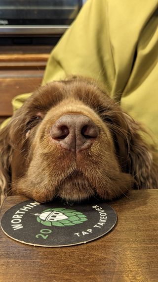 Bruno the Sussex Spaniel, resting his chin on a Worthing tap takeover beer mat which is placed on a wooden table.