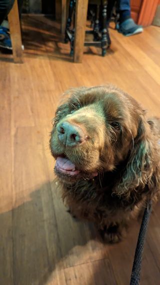 Bruno the Sussex Spaniel staring at a packet of crisps which are out of shot. His brown fur is a little shiny in the light, his mouth is open and his tongue is almost hanging out of his mouth.