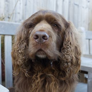 Bruno the Sussex Spaniel sat on a wooden seat in front of some wooden garden fencing.