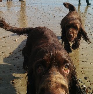 Close up of a Sussex Spaniel dog's snout with a second dog behind.