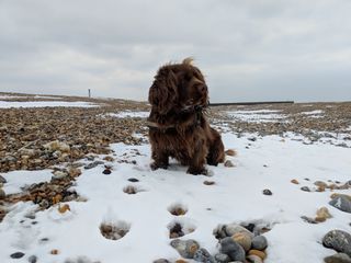 Sussex Spaniel sat on a layer of snow on a pebble beach.