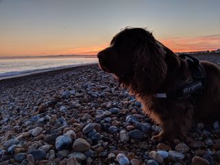 Sussex Spaniel on a pebble beach with sunset in background.