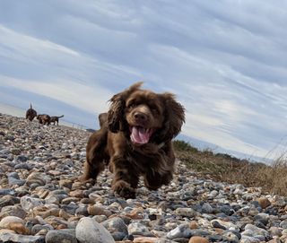 Sussex Spaniel mid jump with funny facial expression.