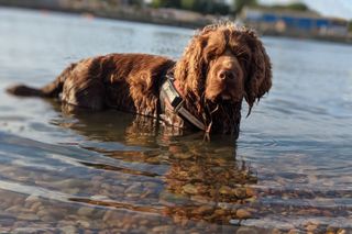Sussex Spaniel stood in a river.