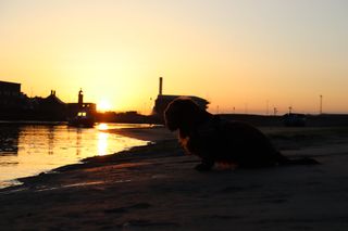 Bruno the Sussex spaniel on the sand on Shoreham beach with the sun rising between Shoreham lighthouse and Shoreham life boat station behind him.