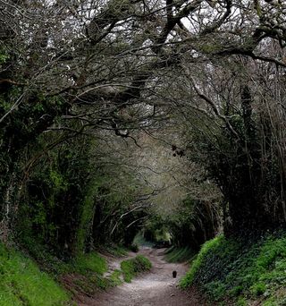 A tunnel of trees that line the path to Halnaker Mill. A sussex spaniel is walking down the path.