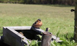 A chaffinch sat on a metal trough with a field in the background.