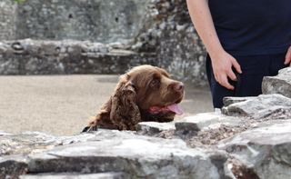 Bruno the Sussex spaniel peering over a low wall at Tintern Abbey.