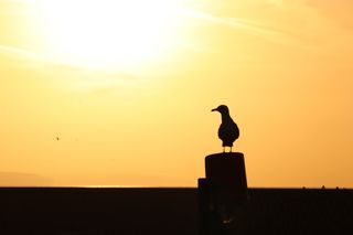 Seagull perched on the top of a post with the sun rising in the distance.