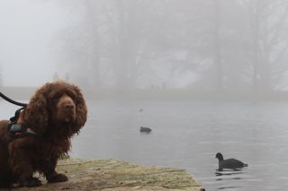 Bruno the Sussex spaniel watching the ducks at the lake with fog blurring the background.