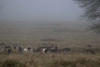 Herd of deer in front of a layer of fog.