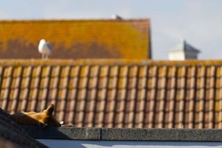 A fox sleeping on a flat roof. Half of the fox is covered by the sunlight that is coming over the rooftop to the left of the fox. The fox's left ear is pointed upwards while it's right ear is layed flat to the rooftop. Out of focus on the light brown tiled rooftop behind the fox is an onlooking seagull.